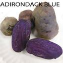 (image for) Adirondack Blue