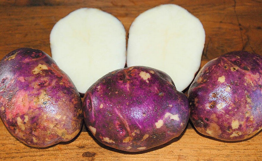 (image for) Purple Viking
