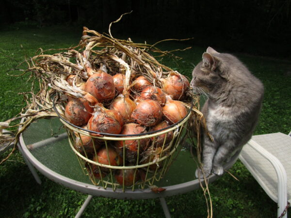 (image for) Patterson